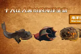 十大可怕海洋生物，来自地狱的吸血鬼鱿鱼，外表看起来让人瘆得慌视频封面