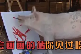 会画画的猪你见过吗？被称为猪加索，它的画作被拍卖到16万元一幅视频封面