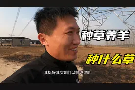 很多人种草养羊，那么什么样的牧草才适合喂羊呢，这几个你听过吗视频封面