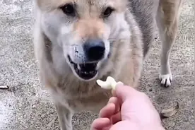 晚上睡不着就想吃东西视频封面