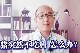 猪突然不吃料，可能是这三种原因，新手养猪户你知道怎么治吗？视频封面
