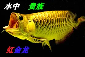 贵如黄金的鱼你们见过么？水中贵族红金龙视频封面