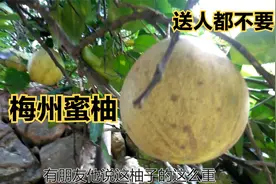三四斤一个的柚子在梅州农村送人都不要，到底是怎么回事呢？视频封面
