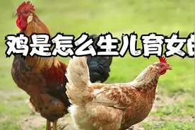 鸡蛋是如何在母鸡体内形成的，没有丁丁的公鸡又是如何交配的呢视频封面