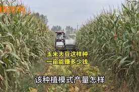 玉米大豆复合种植，今天开始收获，看看一亩究竟能赚多少钱视频封面
