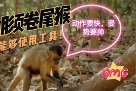 胡须卷尾猴的生存技能，能够使用工具，已传承了上千年视频封面