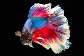 盘点世界上最美的10种鱼（上）你能猜到苹果手机上的是哪条鱼吗？