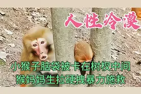 小猴子脑袋被卡树中间，猴妈妈生拉硬拽暴力施救，摄影师全程冷漠视频封面
