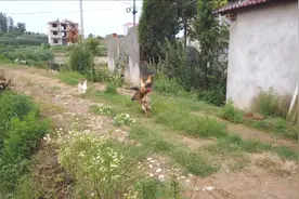 一场白鸡和黑鸡的比武，迎来众多围观的鸡，到底谁更胜一筹