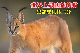 狼都要让其三分的狞猫，为何让古埃及人推崇备至，出现在金字塔内视频封面