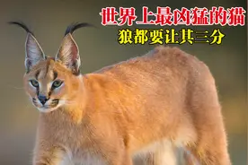 狼都要让其三分的狞猫，为何让古埃及人推崇备至，出现在金字塔内视频封面