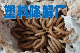 【学生作品】利用吃塑料的虫子构建“塑料降解厂”视频封面