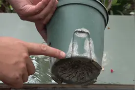 花盆底下出现这一层白霜要警惕了，处理不及时，最后只能收空花盆视频封面