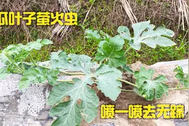 西瓜叶“萤火虫”困扰，教你一招喷一喷，害虫去无踪，高产又增收视频封面