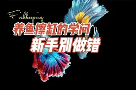 养鱼擦缸的学问，新手别做错，鱼缸通透：养鱼笔记第4季53集视频封面