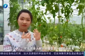 长见识了！番茄长的像葡萄一样，背后是无数科研人员的奉献