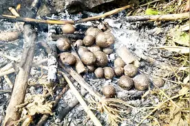 网友出100元一公斤的野生黄独，放牛小伙烤了30个，吃得津津有味