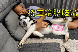 假如不停的挠二哈的胳肢窝，这傻狗会是啥反应？大家千万憋住别笑视频封面