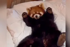 太可爱了！南通野生动物园小熊猫进游客房间 不怕生地在床上打滚视频封面