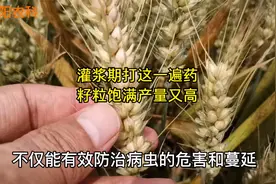 小麦灌浆期，只要打好这一遍药，籽粒饱满产量高视频封面