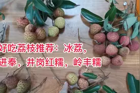 好吃的荔枝品种推荐：冰荔松软嫩滑，桂味脆甜，仙进奉清甜视频封面