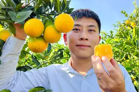 农民种橙没有销路，野光鼎力相助，希望把橙子卖出去视频封面