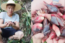 中国罕见，从泥巴里直接冒出来的美食，如今没几个人认识视频封面