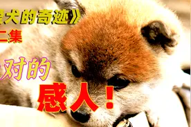 狗狗拼死救出主人，却遭到无情抛弃，天天盼着主人回家，太感人了视频封面