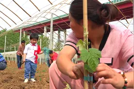 葡萄地里干农活，一家5口欢乐多，胖妹露一手，家人吃到嘴流油视频封面