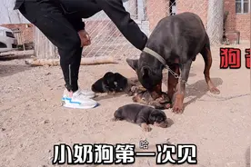 小奶狗出生29天，终于见到狗爸爸，这模样一看就是亲生的！