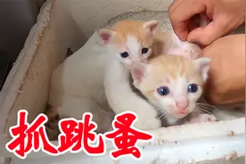 太可恶了！出生才20天的小奶猫被跳蚤咬，徒手抓来挤爆，真解气