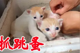 太可恶了！出生才20天的小奶猫被跳蚤咬，徒手抓来挤爆，真解气