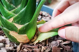 君子兰出现“根顶叶”的现象，越早处理越好，不然危害大视频封面