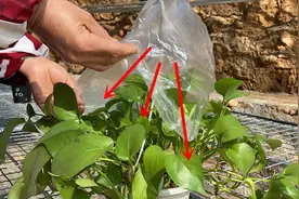 过年了，在花盆上套个塑料袋，简单又好用，解决养花人的大困扰视频封面