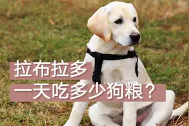 拉布拉多一天吃多少狗粮？