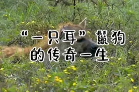 一只耳鬣狗的传奇一生视频封面