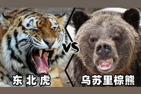 东北虎vs乌苏里棕熊，谁才是真正的西伯利亚之王呢？视频封面