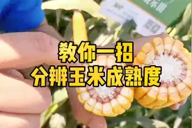玉米啥样算成熟？教你一招，分辨成熟度很简单，再也不怕收早了