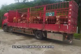 山东拉一车牛，18元一公斤的进价，牛肉卖50元，抛去成本可赚15万