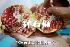 石榴籽也能种盆栽？园艺师教你，吃石榴别扔籽，撒点土种成大盆景视频封面