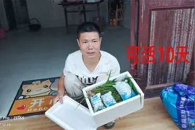 黄鳝这样打包邮寄5-10天都不会死，简单又环保，你学会了吗？视频封面