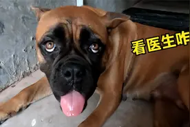 狗妈一窝生下4条狗崽，谁知10天后竟不吃不喝没奶水，看医生咋说视频封面