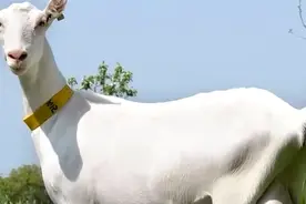 世界排名前三的奶山羊，一个比一个生产性能强悍！