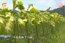 百色田林：黄金叶里有“黄金”视频封面