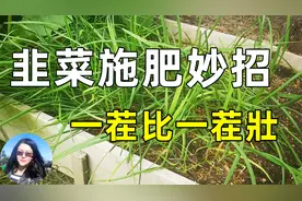 韭菜这样施肥, 越长越茂密, 种韭菜秘诀视频封面