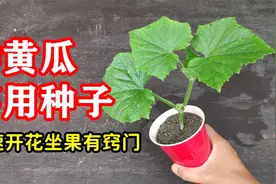 种黄瓜无需种子繁育，快速开花坐果，秋黄瓜扦插有方法，成活高！视频封面