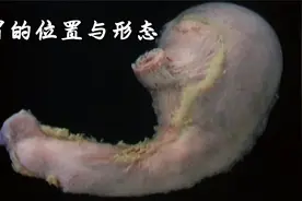 胃的位置和形态视频封面