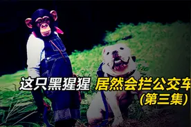 这只猩猩给奶牛宝宝喂完奶，居然带着一条狗去坐公交！视频封面