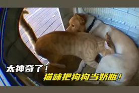 狗狗收养了一只流浪猫，每天母乳喂养，主人都要气疯了！视频封面
