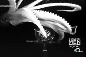 纪录片：深海巨兽-大王乌贼鱼视频封面